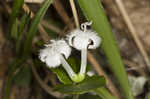 Partridgeberry